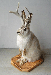 jackalope.gif