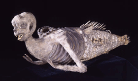 zeemeermin-feejee-mermaid2.gif